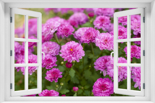 Fototapeta Naklejka Na Ścianę Okno 3D - Pink autumn flowers
