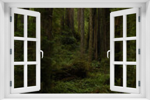 Fototapeta Naklejka Na Ścianę Okno 3D - Redwood forest in Autumn 1