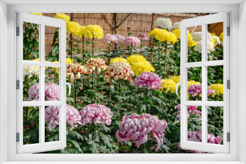 Fototapeta Naklejka Na Ścianę Okno 3D - 菊花展の菊