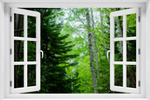 Fototapeta Naklejka Na Ścianę Okno 3D - Woods