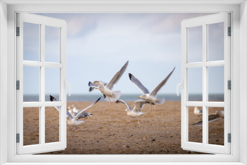 Fototapeta Naklejka Na Ścianę Okno 3D - flying seagulls at the ocean beach