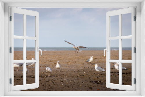 Fototapeta Naklejka Na Ścianę Okno 3D - flying and resting seagulls at the ocean beach