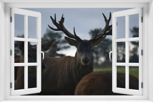 Fototapeta Naklejka Na Ścianę Okno 3D - Red deer stag in a deer park