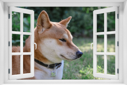Fototapeta Naklejka Na Ścianę Okno 3D - Portrait of cute dog of the Shiba Inu breed. Concept pets.