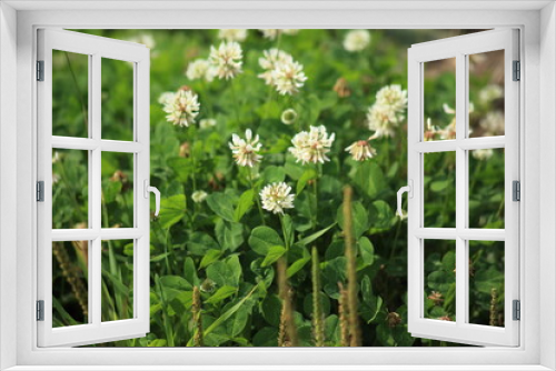 Fototapeta Naklejka Na Ścianę Okno 3D - White clover. Trifolium repens, flowering on a field. High quality photo