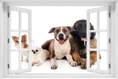 Fototapeta Naklejka Na Ścianę Okno 3D - four dogs in studio