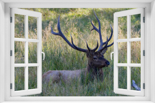 Fototapeta Naklejka Na Ścianę Okno 3D - Elk Stock Photo and Image.  Male buck resting in the field in mating season in the bush with grass background in its environment and habitat surrounding. Head shot. Displaying antlers.