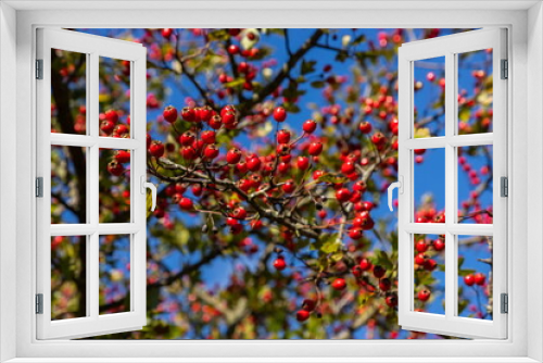 Fototapeta Naklejka Na Ścianę Okno 3D - Branch of ripe hawthorn at sunny autumn day, close up