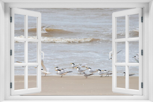 Fototapeta Naklejka Na Ścianę Okno 3D - Aves marinhas na praia