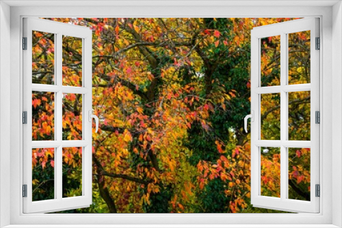 Fototapeta Naklejka Na Ścianę Okno 3D -  Autumn sketch,  multicolored tree foliage with climbing plants