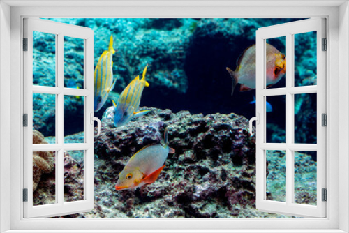 Fototapeta Naklejka Na Ścianę Okno 3D - A pair of Blue lined or Blue striped snapper, Lutjanus kasmira, together with two humpback red snapper, Lutjanus gibbus swimming in a coral reef environment