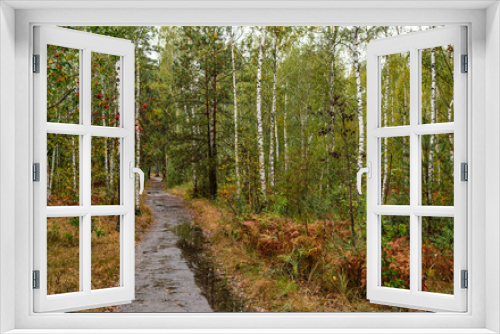 Fototapeta Naklejka Na Ścianę Okno 3D - Birch grove after rain. Puddles glisten on the path.