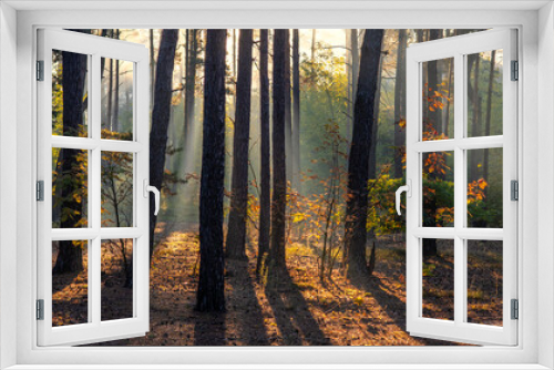 Fototapeta Naklejka Na Ścianę Okno 3D - Sunny morning in the forest. Beginning of autumn. Sunlight plays in the branches of the trees. Good weather.