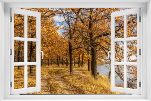 Fototapeta Naklejka Na Ścianę Okno 3D - The road in the yellow oak grove in autumn