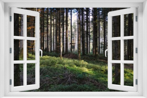 Fototapeta Naklejka Na Ścianę Okno 3D - Blick durch den Wald auf eine Lichtung mit vielen Baumstämmen, im Hintergrund ein Hochstand