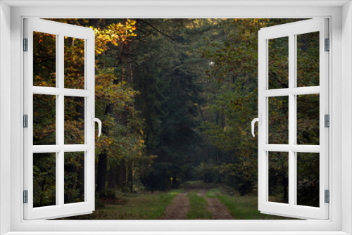 Fototapeta Naklejka Na Ścianę Okno 3D - las , drzewa liściaste i iglaste jesienią