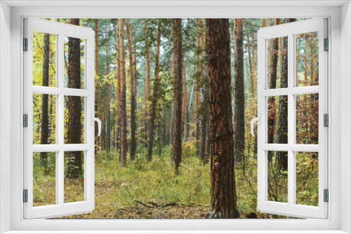 Fototapeta Naklejka Na Ścianę Okno 3D - Underbrush and tree trunks in autumn forest, yellow color