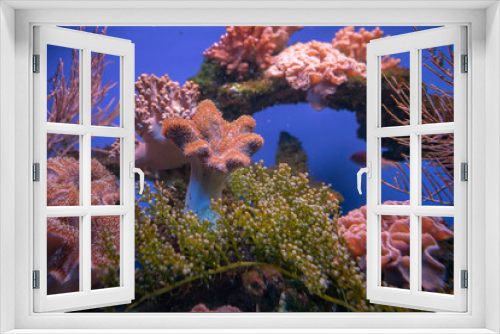 Fototapeta Naklejka Na Ścianę Okno 3D - Życie rafy koralowej. Podwodne zdjęcia ryb, korali i krabów.