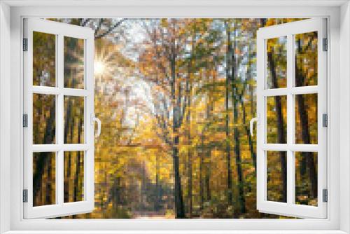 Fototapeta Naklejka Na Ścianę Okno 3D - Słońce w puszczy barlineckiej. Jesienny pejzaż w promieniach. Bajeczne kolory