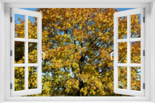 Fototapeta Naklejka Na Ścianę Okno 3D - Ahornbaum in gelber Herbstfärbung
