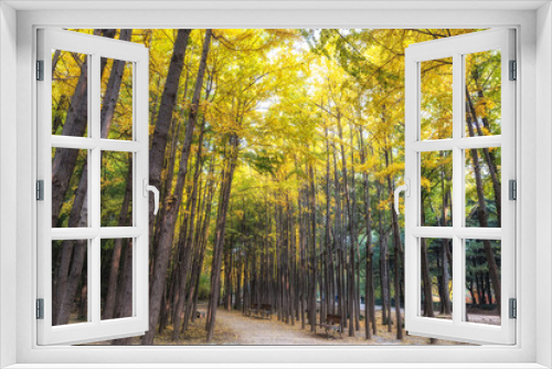 Fototapeta Naklejka Na Ścianę Okno 3D - Ginkgo Tree Forest