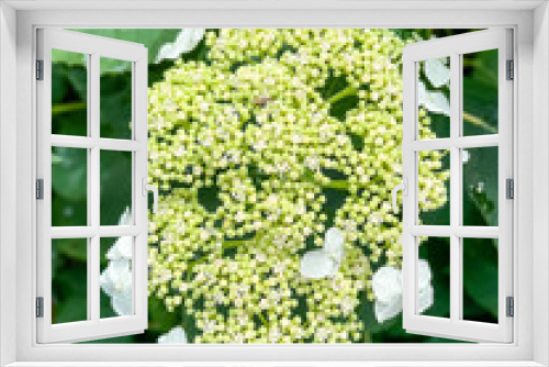 Fototapeta Naklejka Na Ścianę Okno 3D - Bigleaf hydrangea