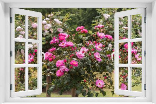Fototapeta Naklejka Na Ścianę Okno 3D - Rose Magic Meidiland, Magic Meillandecor. Selected sorts of exquisite roses for parks, gardens, beds, borders, decoration
