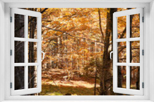 Fototapeta Naklejka Na Ścianę Okno 3D - Riserva naturale integrale Piaie Longhe-Millifret in autunno, Foresta del Cansiglio, Italia
