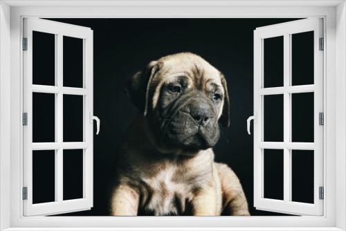 Fototapeta Naklejka Na Ścianę Okno 3D - bullmastiff puppy isolated on black background 