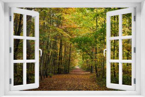 Fototapeta Naklejka Na Ścianę Okno 3D - View of beautiful trees in autumnal forest