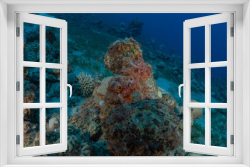Fototapeta Naklejka Na Ścianę Okno 3D - Coral reef and water plants in the Red Sea, Eilat Israel
