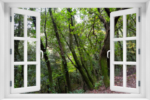 Fototapeta Naklejka Na Ścianę Okno 3D - Lush beech forest in autumn