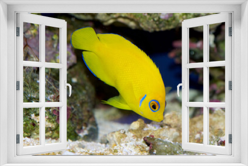 Fototapeta Naklejka Na Ścianę Okno 3D - Lemonpeel Angelfish, Centropyge flavissima, is a dwarf, or pygmy, saltwater angelfish from the Pacific and Indian Oceans. The blue eye marking denotes the species.