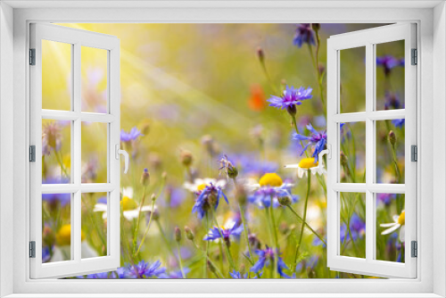 Fototapeta Naklejka Na Ścianę Okno 3D - Various wild flowers in a summer field lit by sun