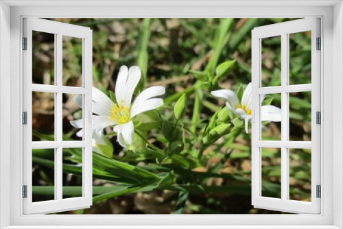 Fototapeta Naklejka Na Ścianę Okno 3D - addersmeat (Stellaria holostea). Flowers and flower buds