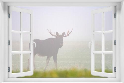 Fototapeta Naklejka Na Ścianę Okno 3D - Dzika natura w Polsce, dzikie zwierzęta w naturalnym pejzażu
