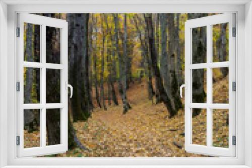 Fototapeta Naklejka Na Ścianę Okno 3D - Morning in the autumn forest, trees without foliage, against the background of a yellow carpet of autumn leaf fall, close-up.