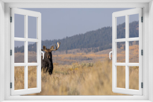 Fototapeta Naklejka Na Ścianę Okno 3D - Bull Shiras Moose in Wyoming in Autumn