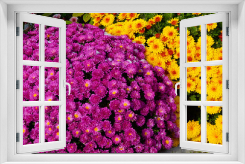 Fototapeta Naklejka Na Ścianę Okno 3D - Chrysanthemum flowers yellow and red