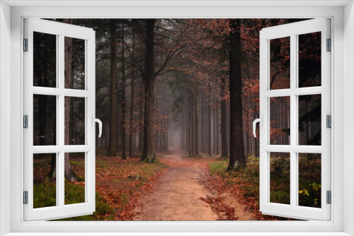 Fototapeta Naklejka Na Ścianę Okno 3D - Herbstwald mit Nebel am Abend