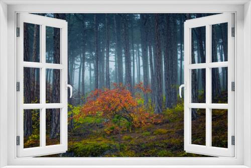 Fototapeta Naklejka Na Ścianę Okno 3D - misty autumn forest 