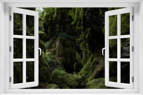 Fototapeta Naklejka Na Ścianę Okno 3D - Rainforests of Galicia