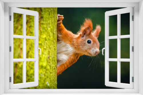 Fototapeta Naklejka Na Ścianę Okno 3D - The Eurasian red squirrel (Sciurus vulgaris) looking from behind a tree. Beautiful autumn colors, delicate background. Shallow depth of field.