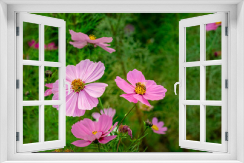 Fototapeta Naklejka Na Ścianę Okno 3D - ピンク色のコスモスの花とミツバチ