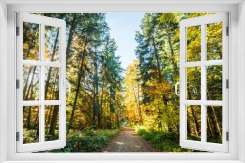 Fototapeta Naklejka Na Ścianę Okno 3D - Sunday Autumn Forest walk in Bavaria