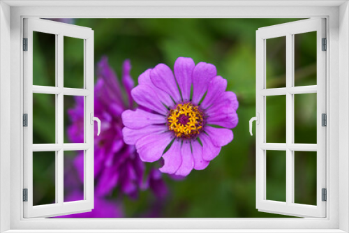 Fototapeta Naklejka Na Ścianę Okno 3D - Purple Common Zinnia flower in bloom. 