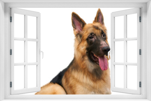 Fototapeta Naklejka Na Ścianę Okno 3D - Side view of a German Shepherd puppy sitting in a room in a typical house look at camera cutout isolated on white