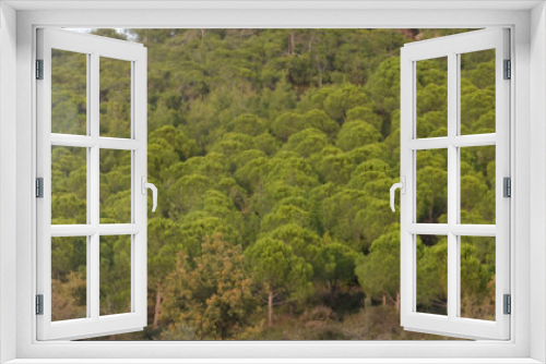Fototapeta Naklejka Na Ścianę Okno 3D - Panoramic view of a forest, amazing forest panorama landscape.