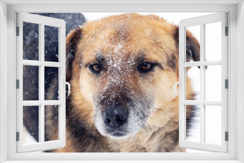 Fototapeta Naklejka Na Ścianę Okno 3D - Large watch dog with a close look in the winter covered with snow, portrait of a dog