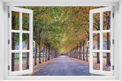 Fototapeta Naklejka Na Ścianę Okno 3D - A Driveway Canopy of Autumn Colour
